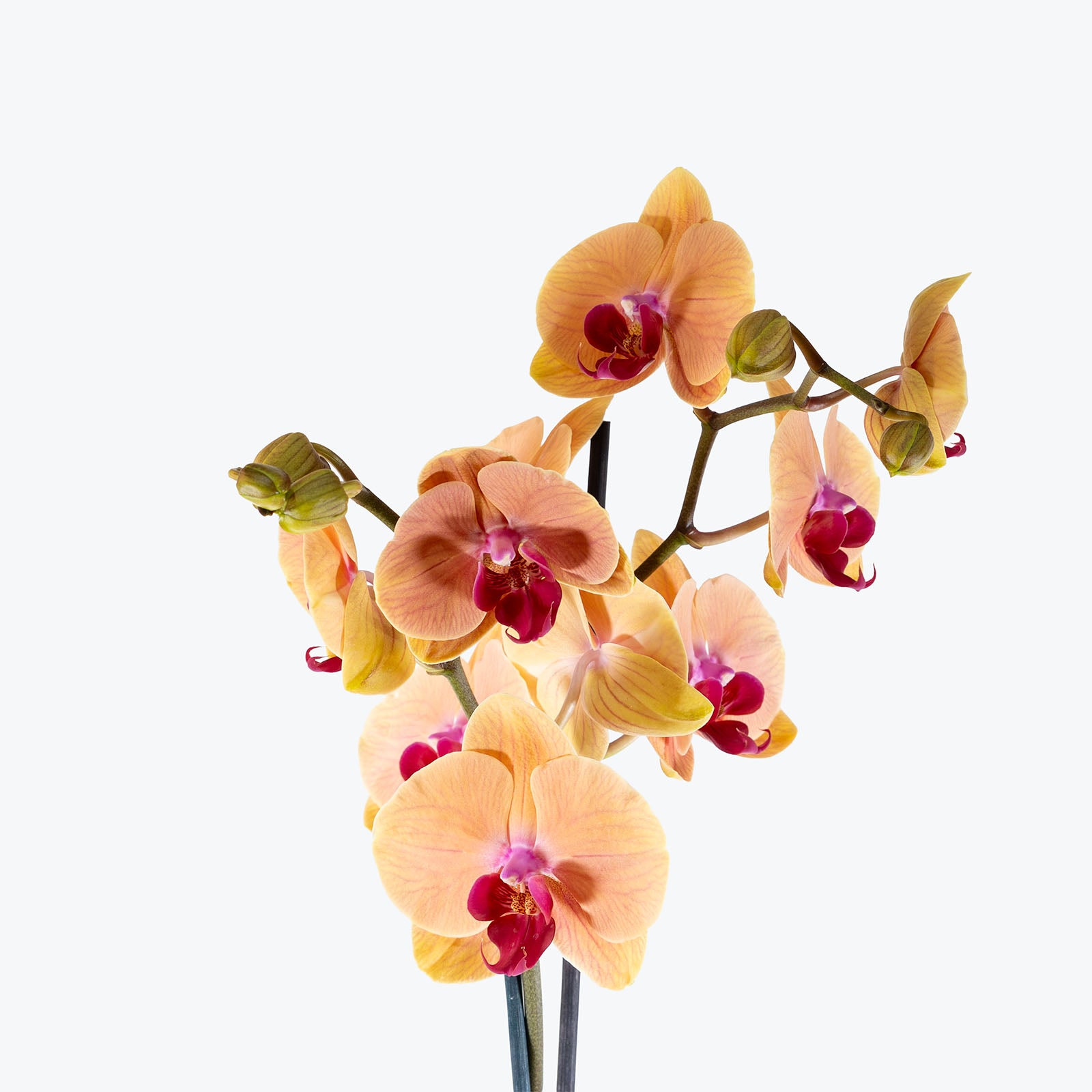 Phalaenopsis Orchid | Care Guide and Pro Tips - Delivery from Toronto across Canada - JOMO Studio