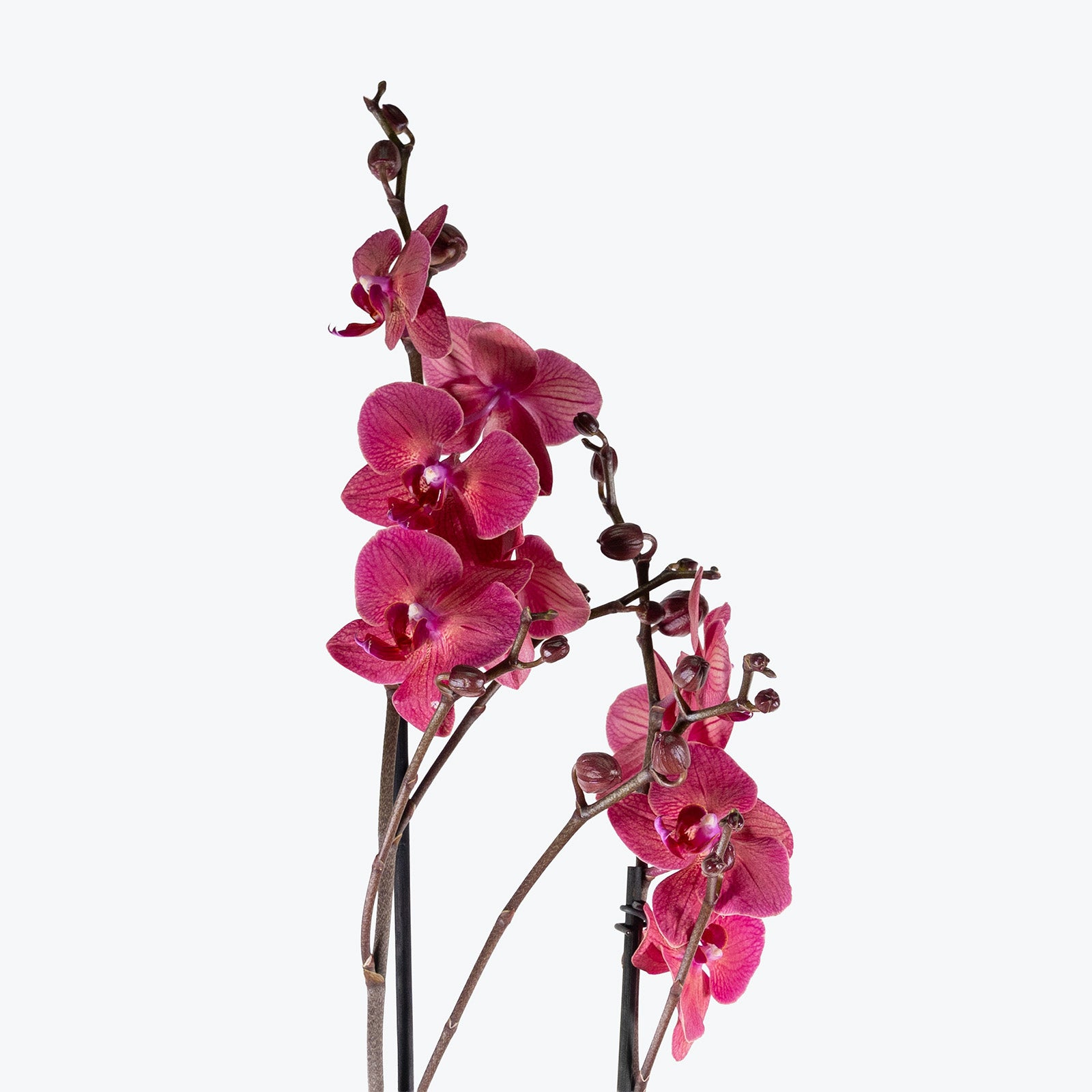 Phalaenopsis Orchid | Care Guide and Pro Tips - Delivery from Toronto across Canada - JOMO Studio