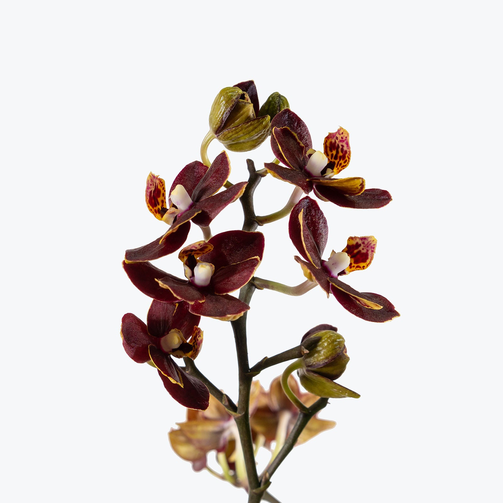 Phalaenopsis Orchid | Care Guide and Pro Tips - Delivery from Toronto across Canada - JOMO Studio