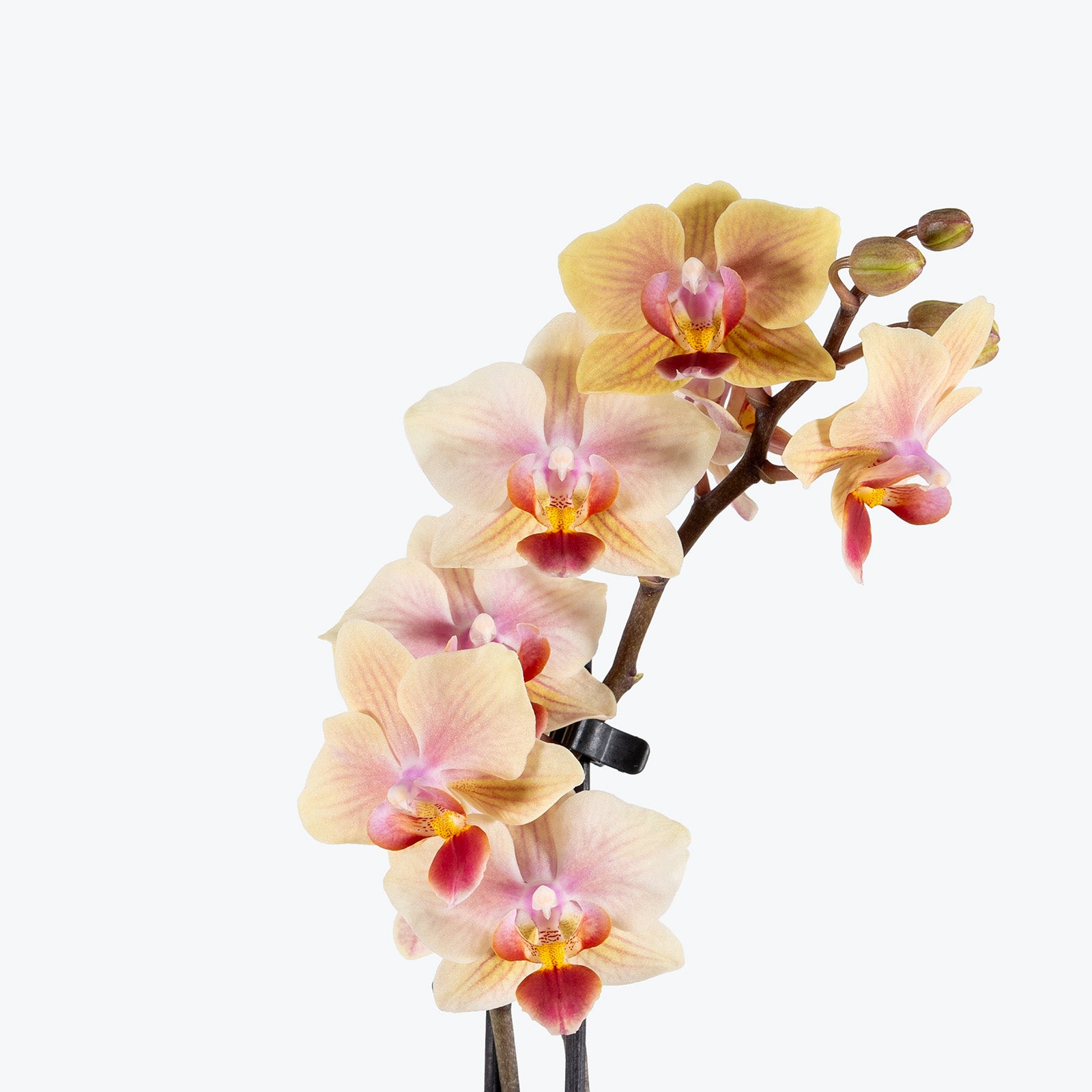 Phalaenopsis Orchid | Care Guide and Pro Tips - Delivery from Toronto across Canada - JOMO Studio