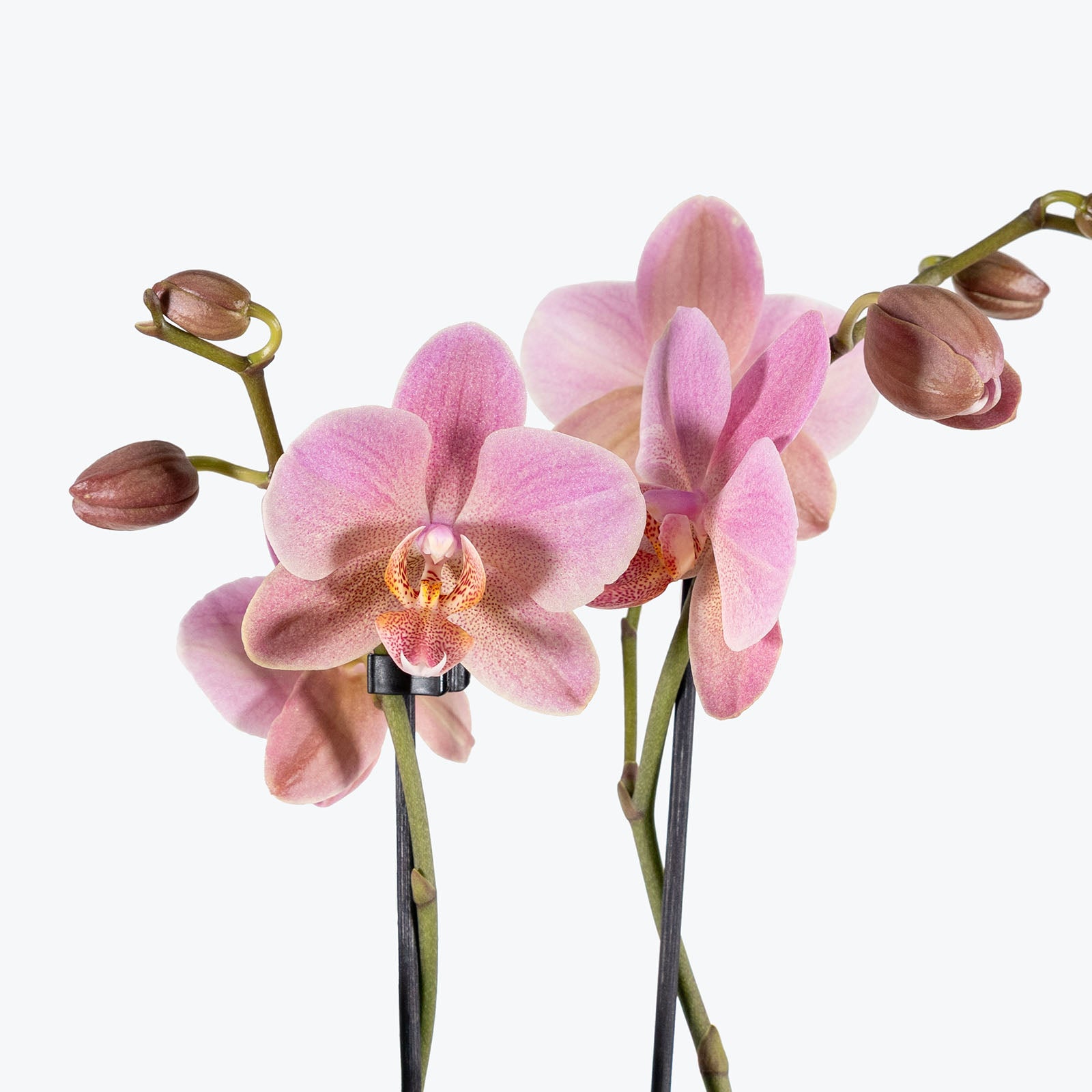 Phalaenopsis Orchid | Care Guide and Pro Tips - Delivery from Toronto across Canada - JOMO Studio