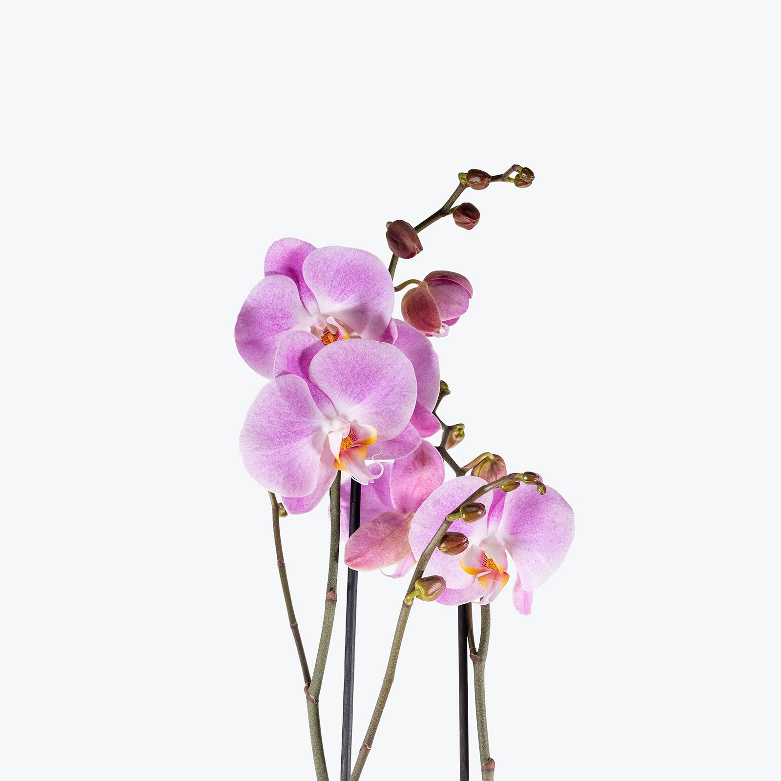 Phalaenopsis Orchid | Care Guide and Pro Tips - Delivery from Toronto across Canada - JOMO Studio