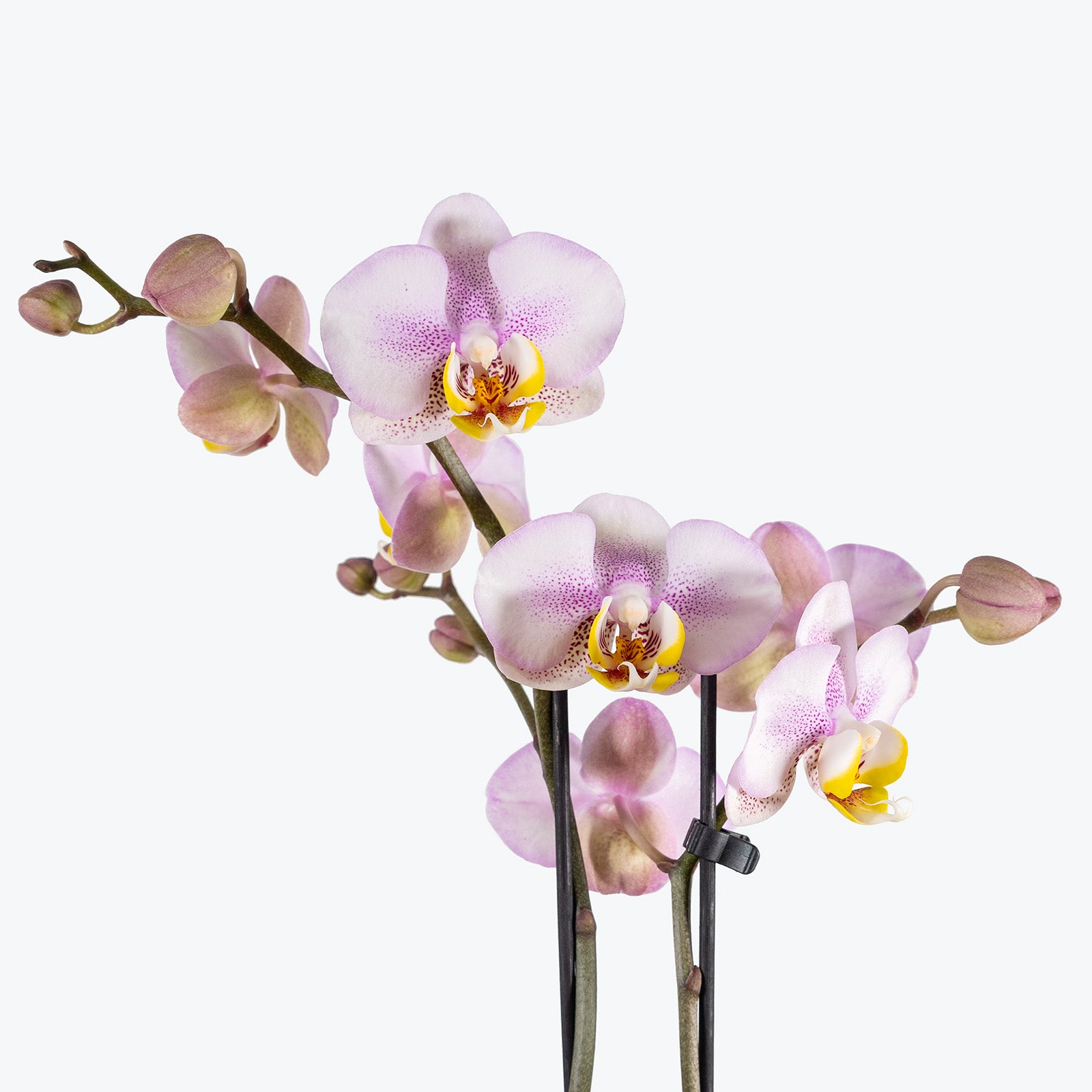 Phalaenopsis Orchid | Care Guide and Pro Tips - Delivery from Toronto across Canada - JOMO Studio