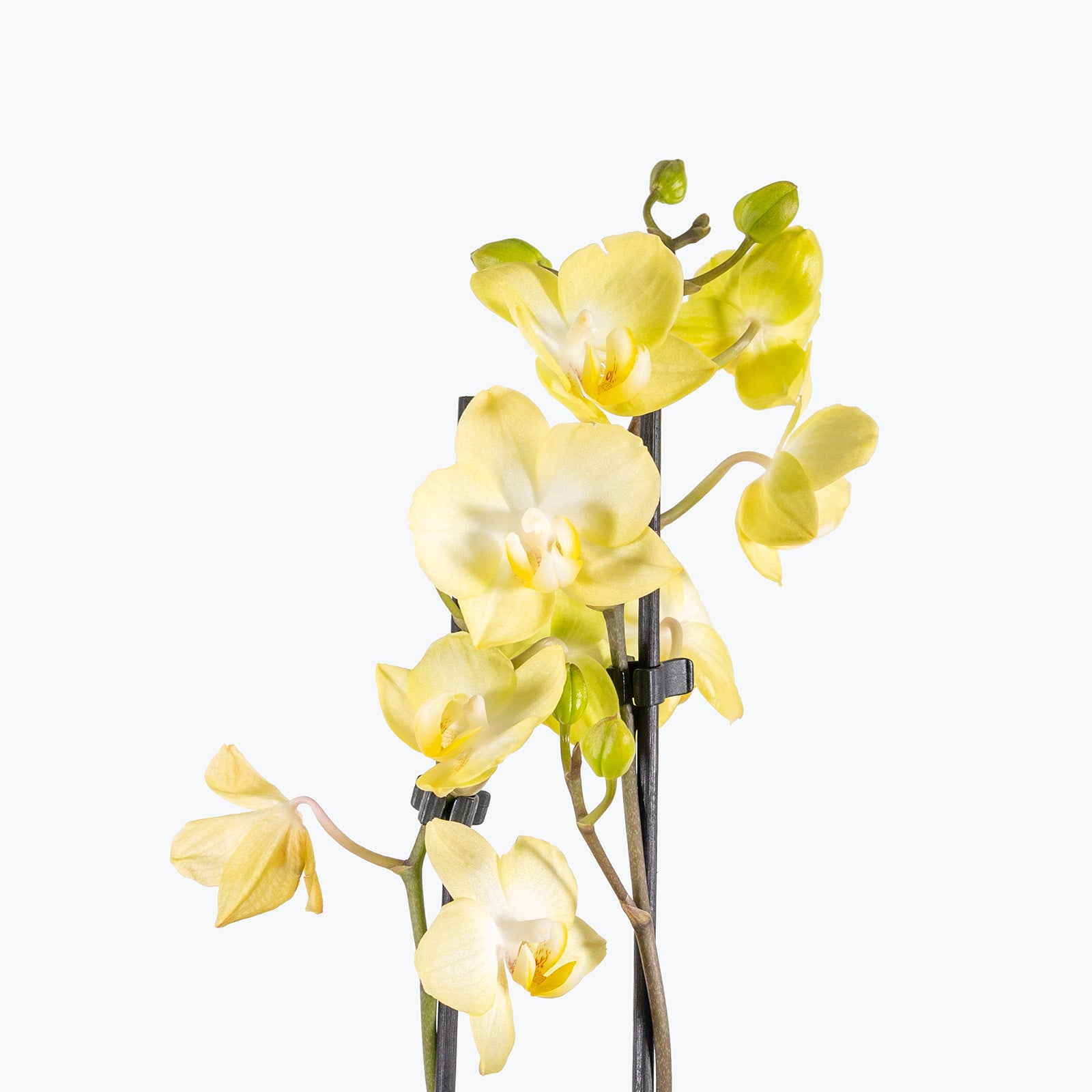 Phalaenopsis Orchid | Care Guide and Pro Tips - Delivery from Toronto across Canada - JOMO Studio