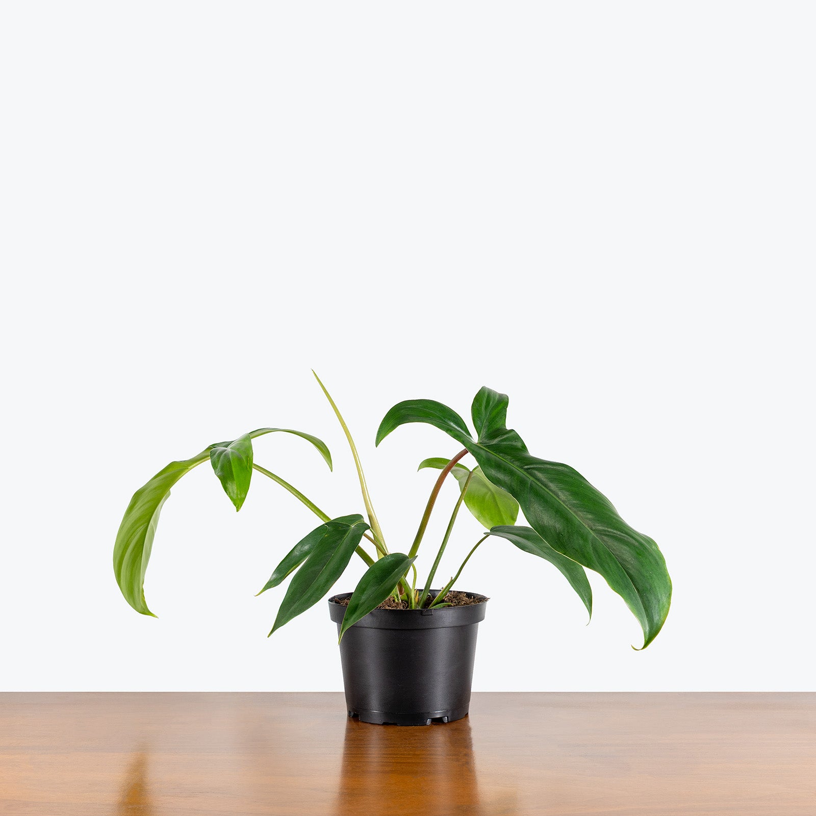 Philodendron 69686 Bette Waterbury | Care Guide and Pro Tips - Delivery from Toronto across Canada - JOMO Studio