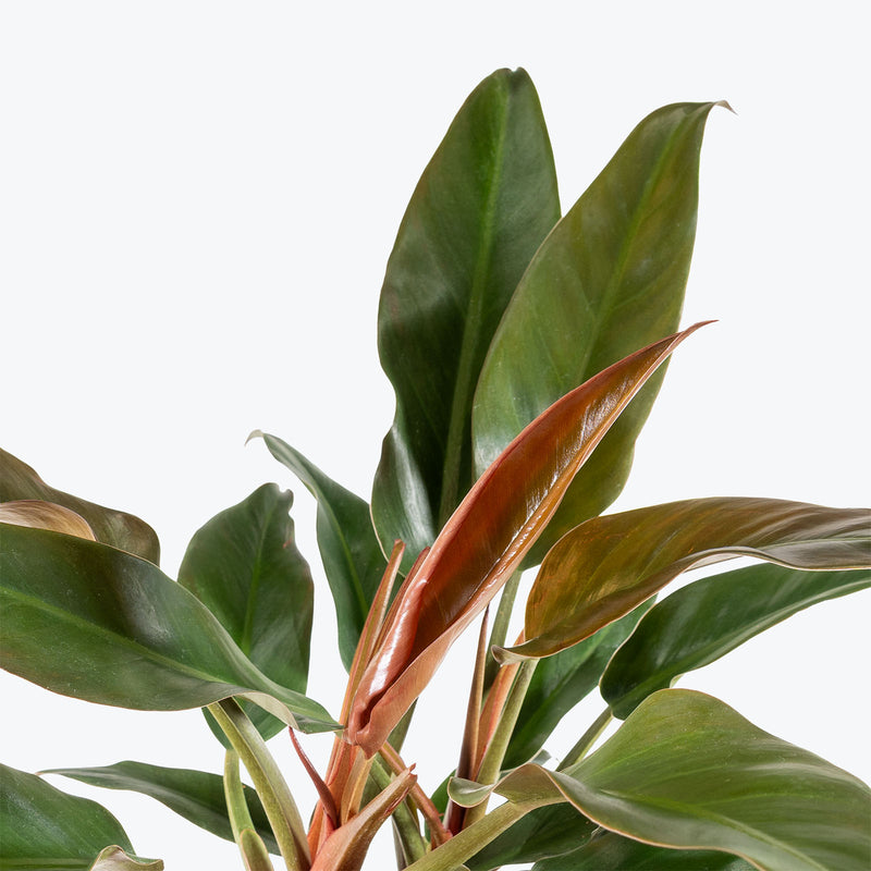 Philodendron Autumn | Care Guide and Pro Tips - Delivery from Toronto across Canada - JOMO Studio