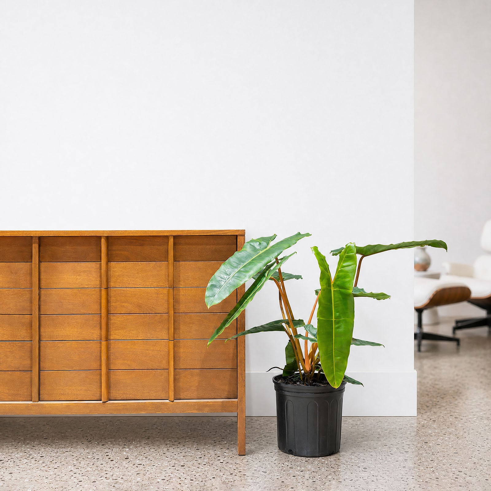 Philodendron Billietiae | Care Guide and Pro Tips - Delivery from Toronto across Canada - JOMO Studio