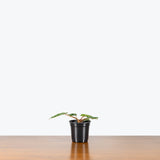Philodendron Billietiae — 4" Pot (minor blemished expected)