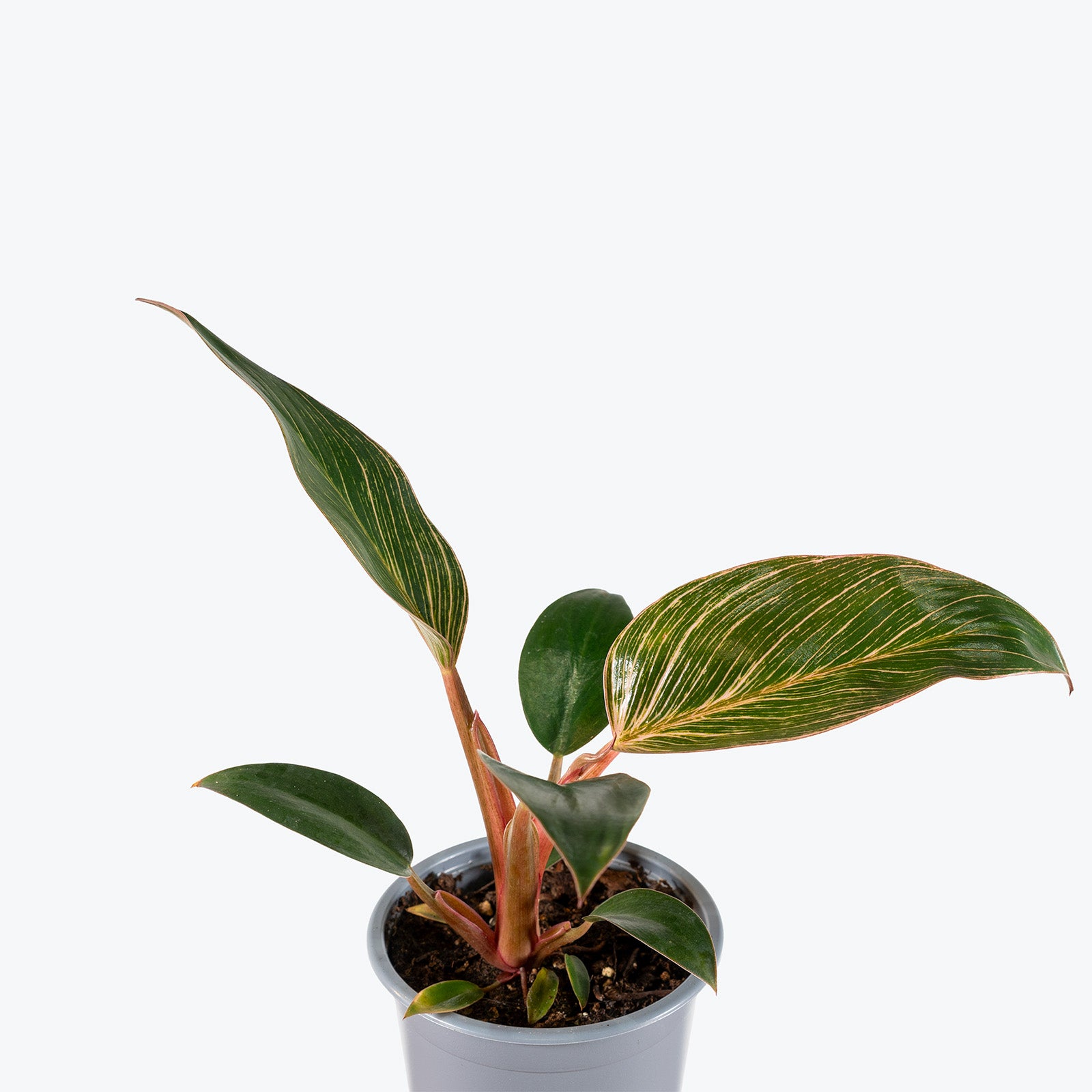 Philodendron Birkin Pink | Care Guide and Pro Tips - Delivery from Toronto across Canada - JOMO Studio