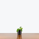 Philodendron Bob Cee — 4" Pot