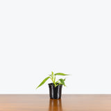 Philodendron Bob Cee Variegata — 4" Pot (blemishes expected)