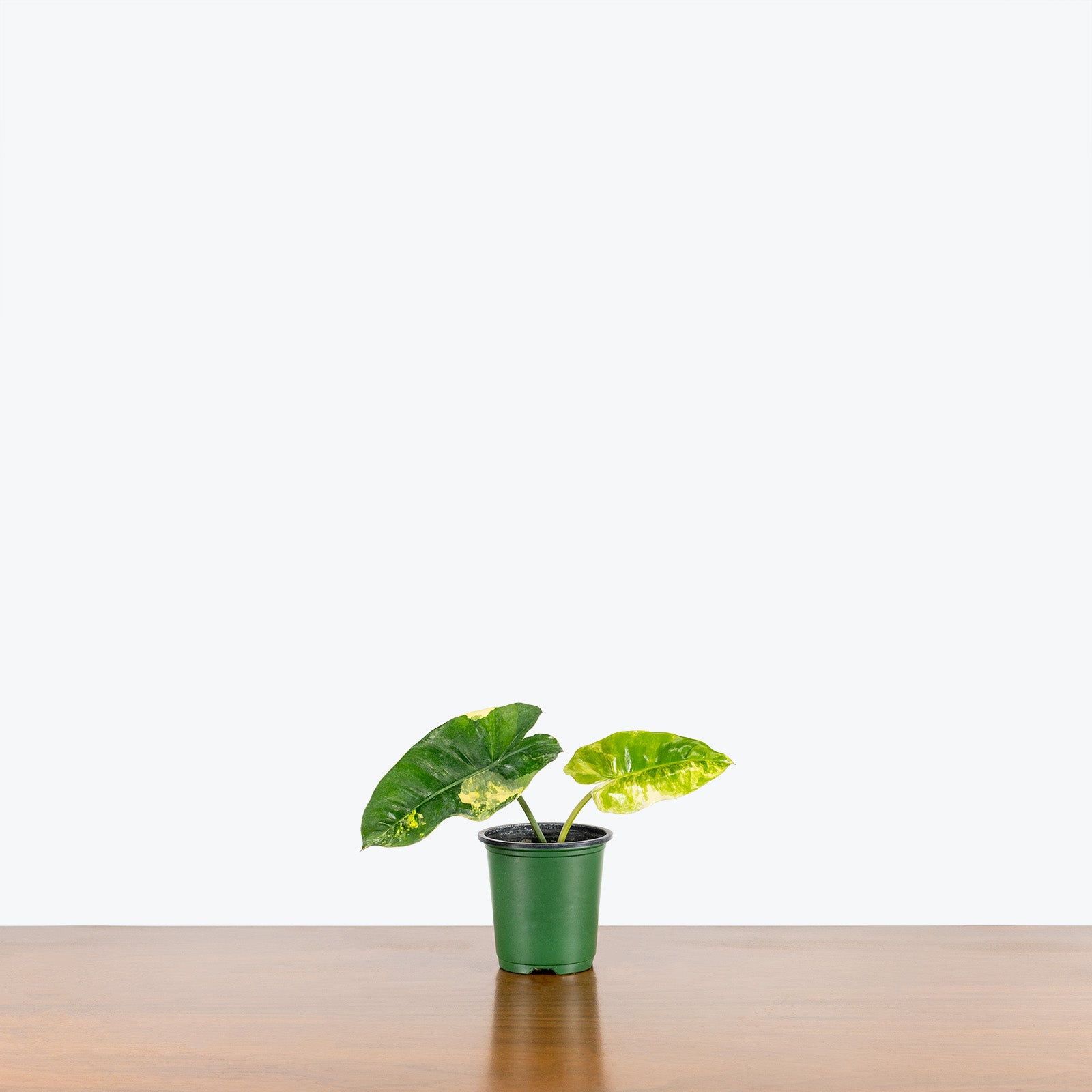 Philodendron Burle Marx Variegata - House Plants Delivery Toronto - JOMO Studio