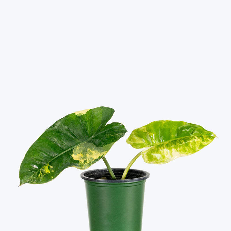 Philodendron Burle Marx Variegata | Care Guide and Pro Tips - Delivery from Toronto across Canada - JOMO Studio