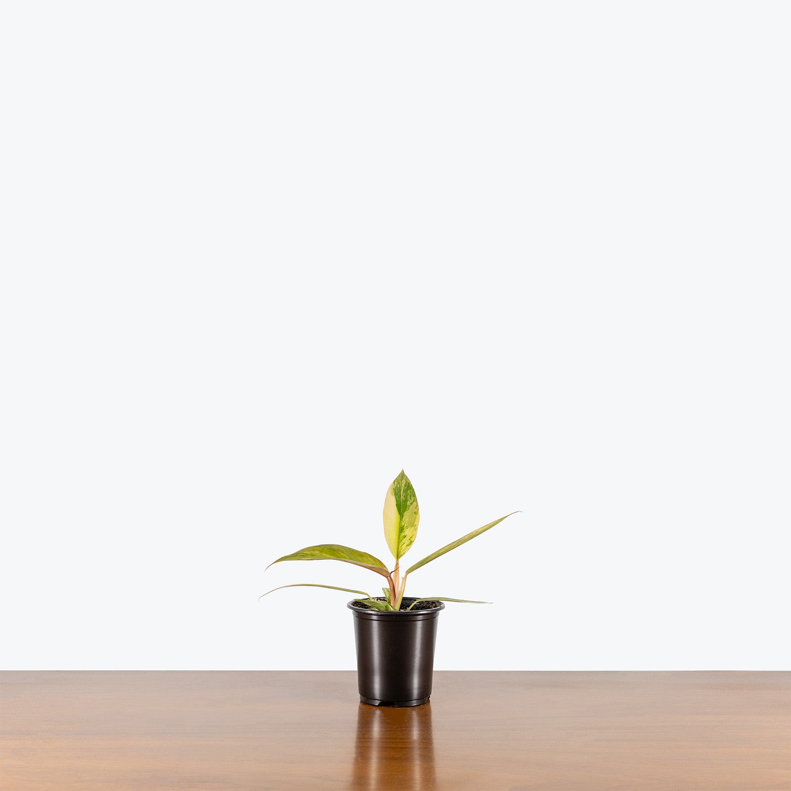 Philodendron Caramel Marble | Care Guide and Pro Tips - Delivery from Toronto across Canada - JOMO Studio