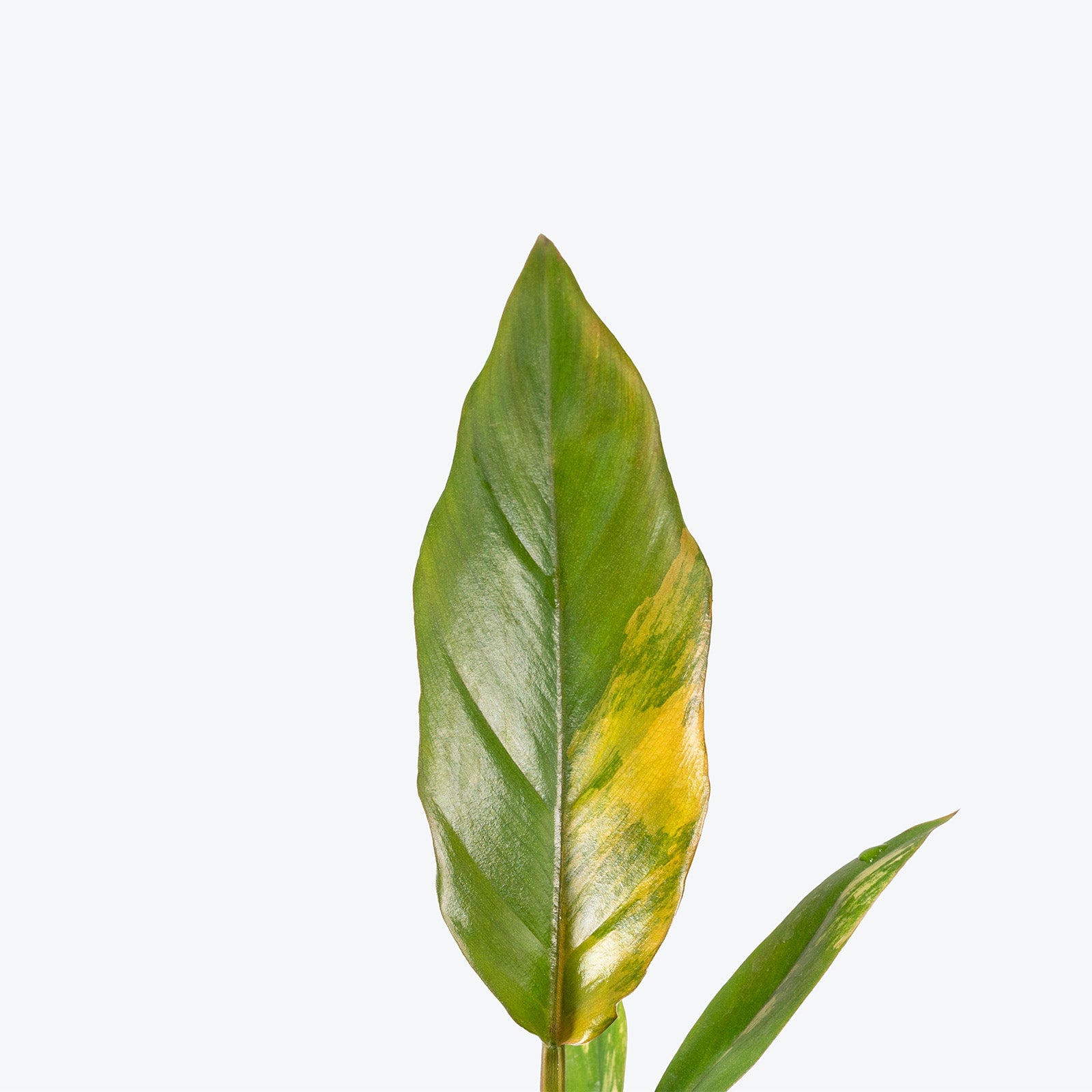 Philodendron Caramel Marble | Care Guide and Pro Tips - Delivery from Toronto across Canada - JOMO Studio