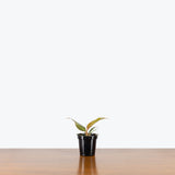 Philodendron Caramel Pluto — 4" Pot