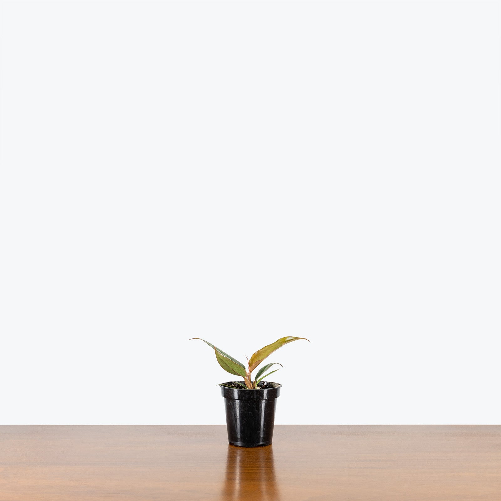 Philodendron Caramel Pluto - House Plants Delivery Toronto - JOMO Studio
