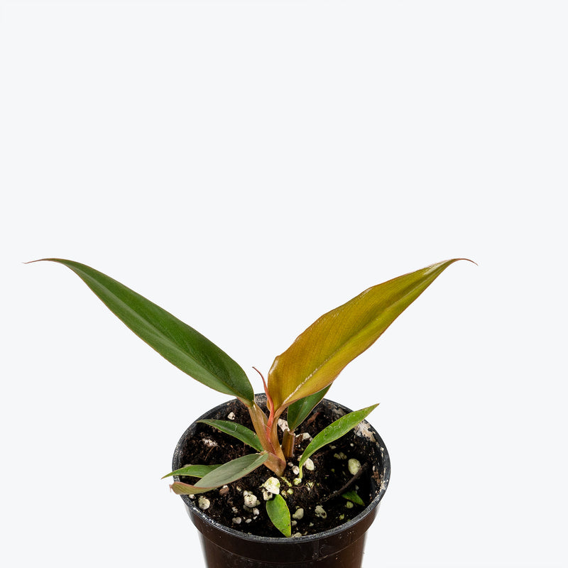 Philodendron Caramel Pluto - House Plants Delivery Toronto - JOMO Studio