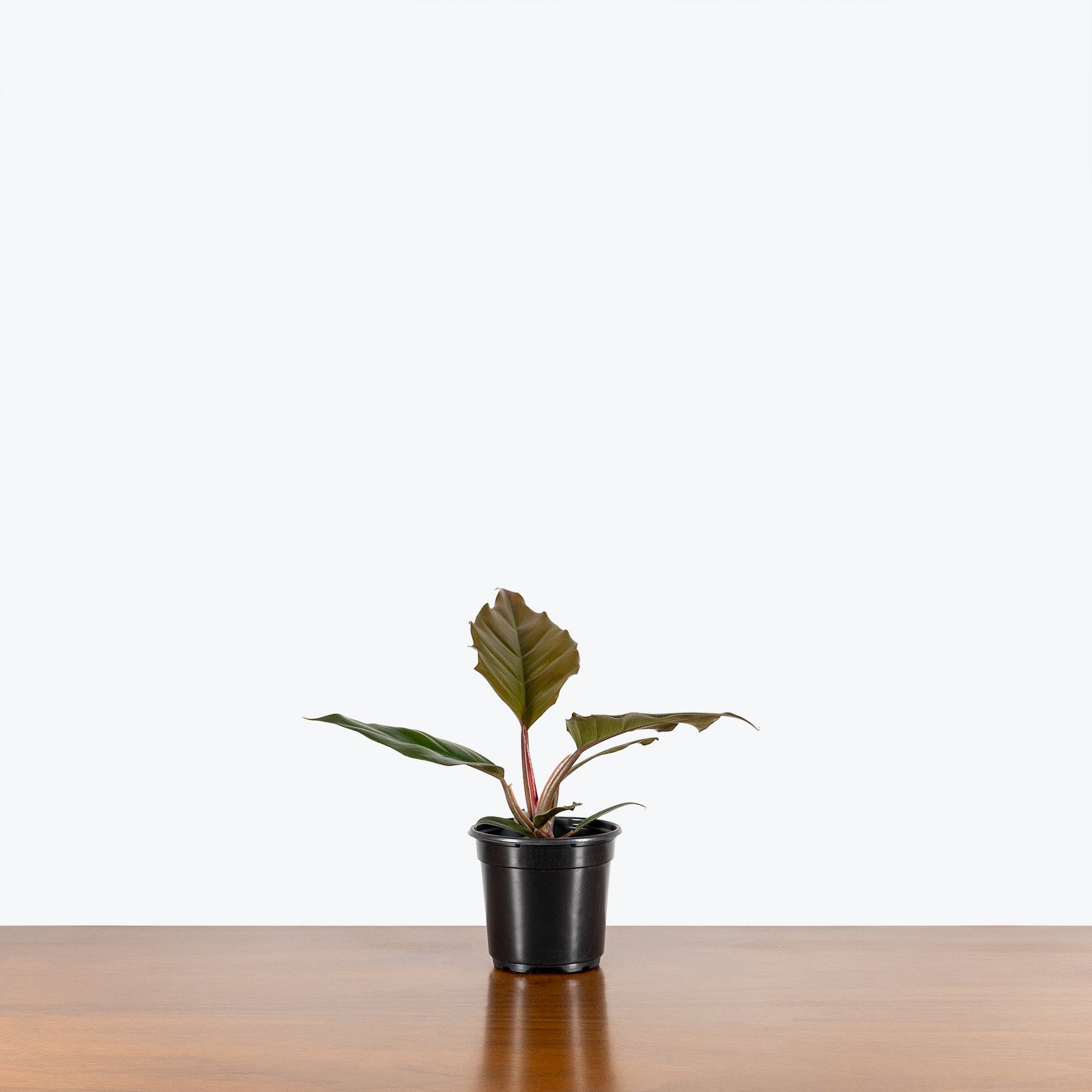 Philodendron Choco Empress - House Plants Delivery Toronto - JOMO Studio