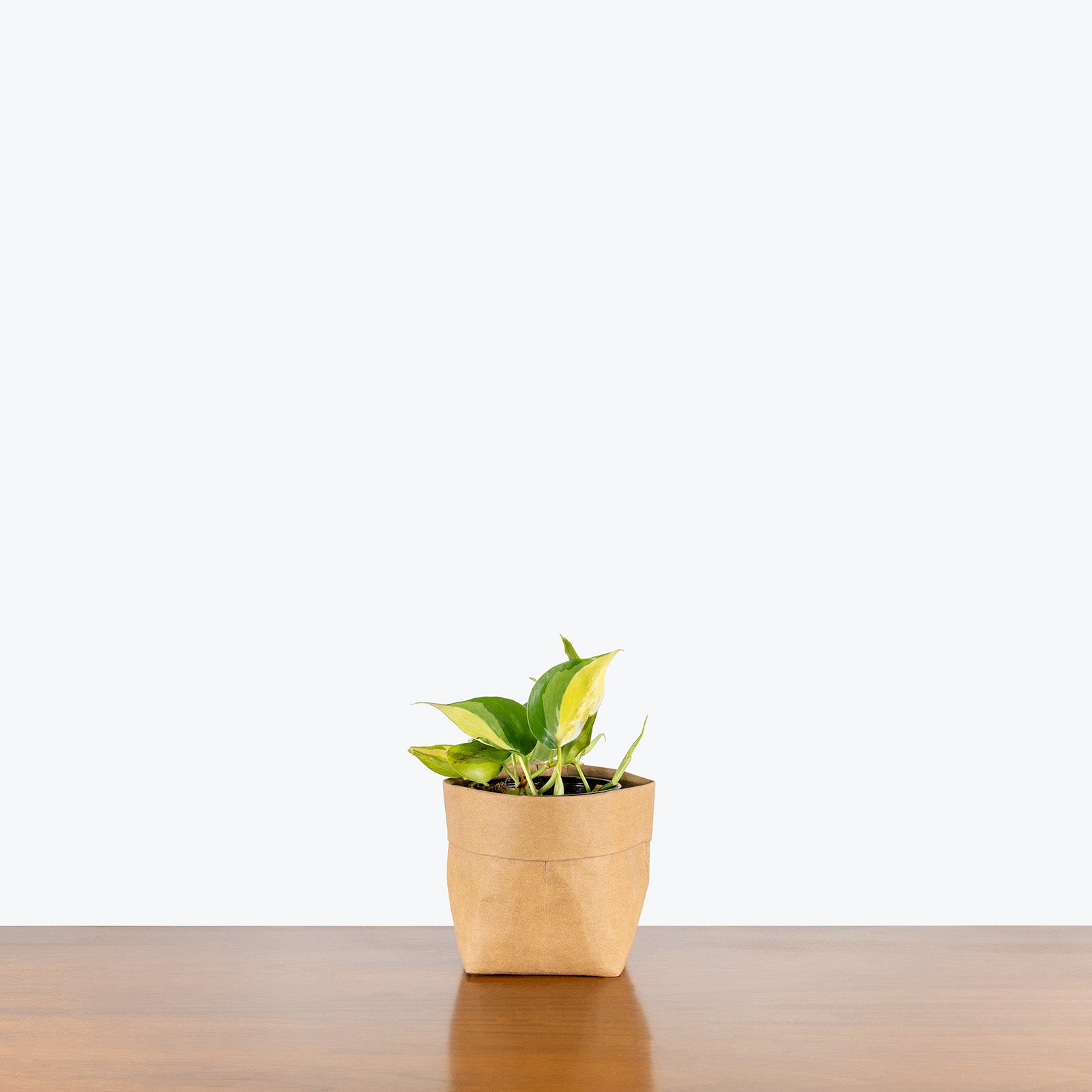 Philodendron Cream Splash | Care Guide and Pro Tips - Delivery from Toronto across Canada - JOMO Studio