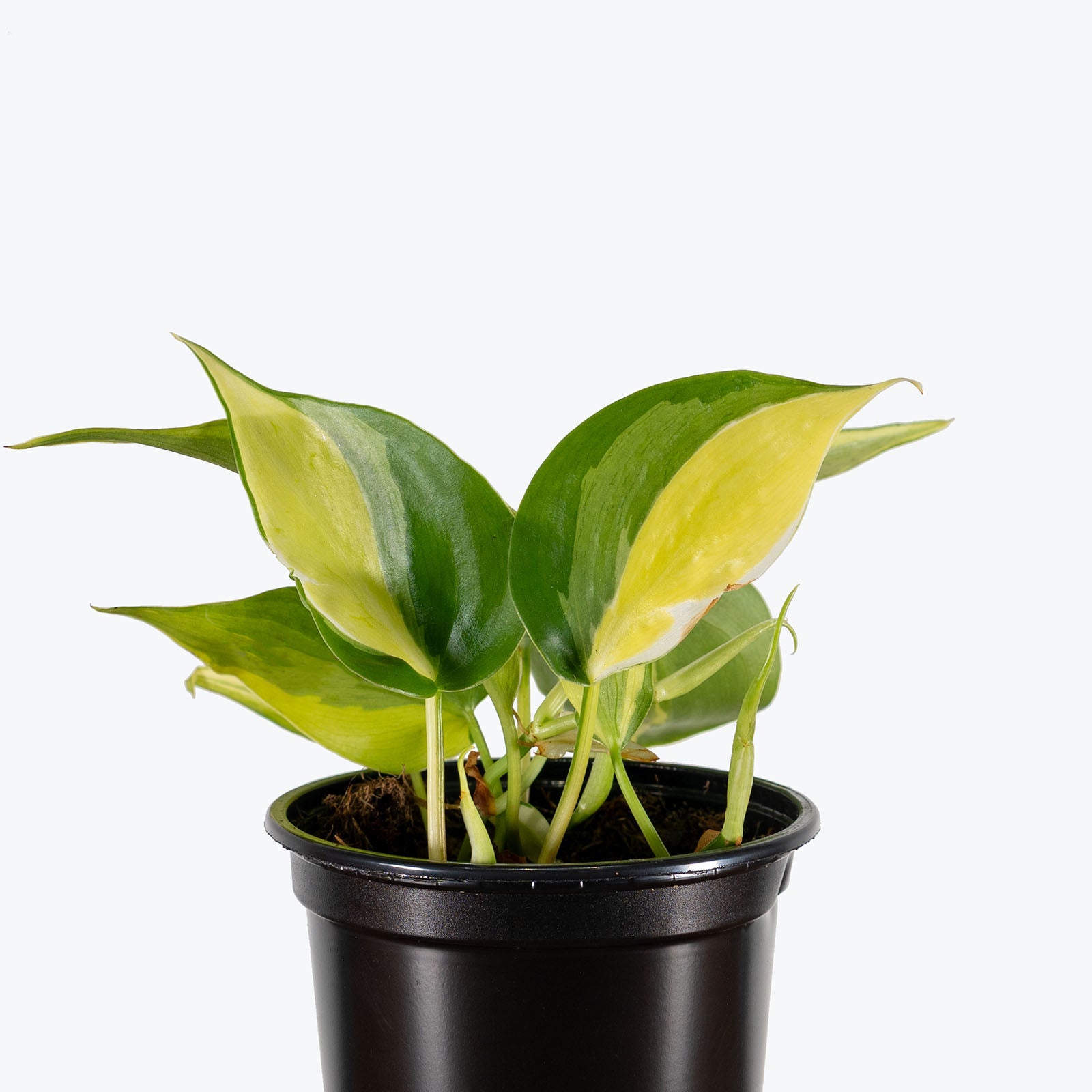 Philodendron Cream Splash | Care Guide and Pro Tips - Delivery from Toronto across Canada - JOMO Studio