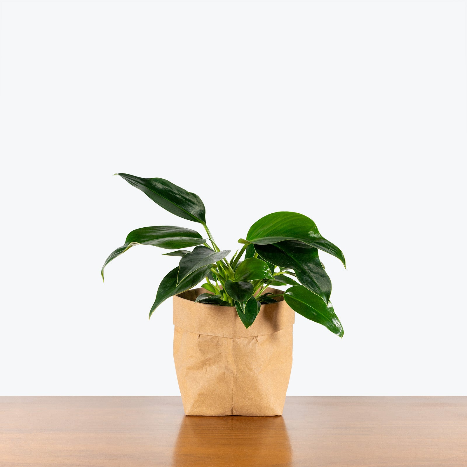 Philodendron Domesticum | Care Guide and Pro Tips - Delivery from Toronto across Canada - JOMO Studio