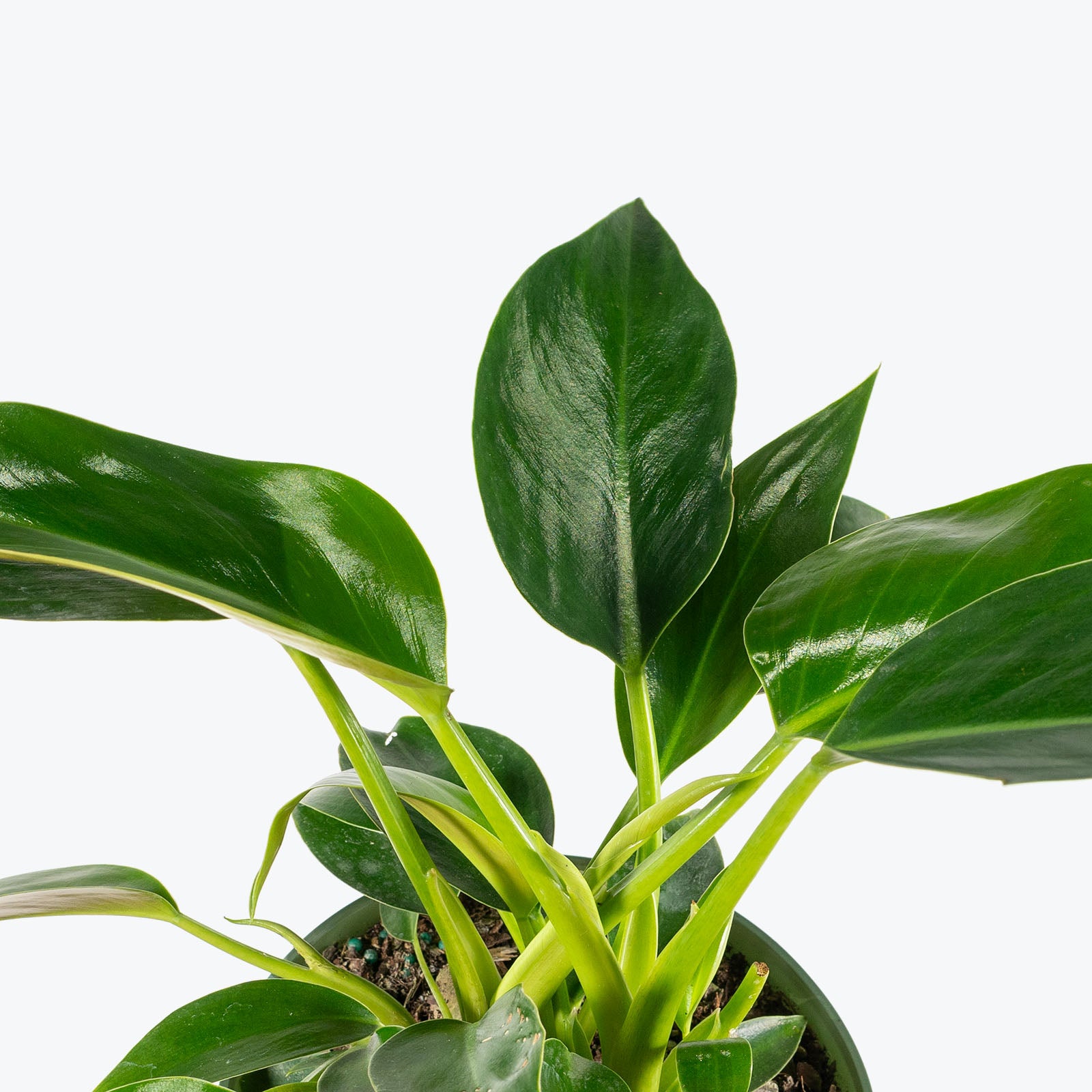 Philodendron Domesticum | Care Guide and Pro Tips - Delivery from Toronto across Canada - JOMO Studio