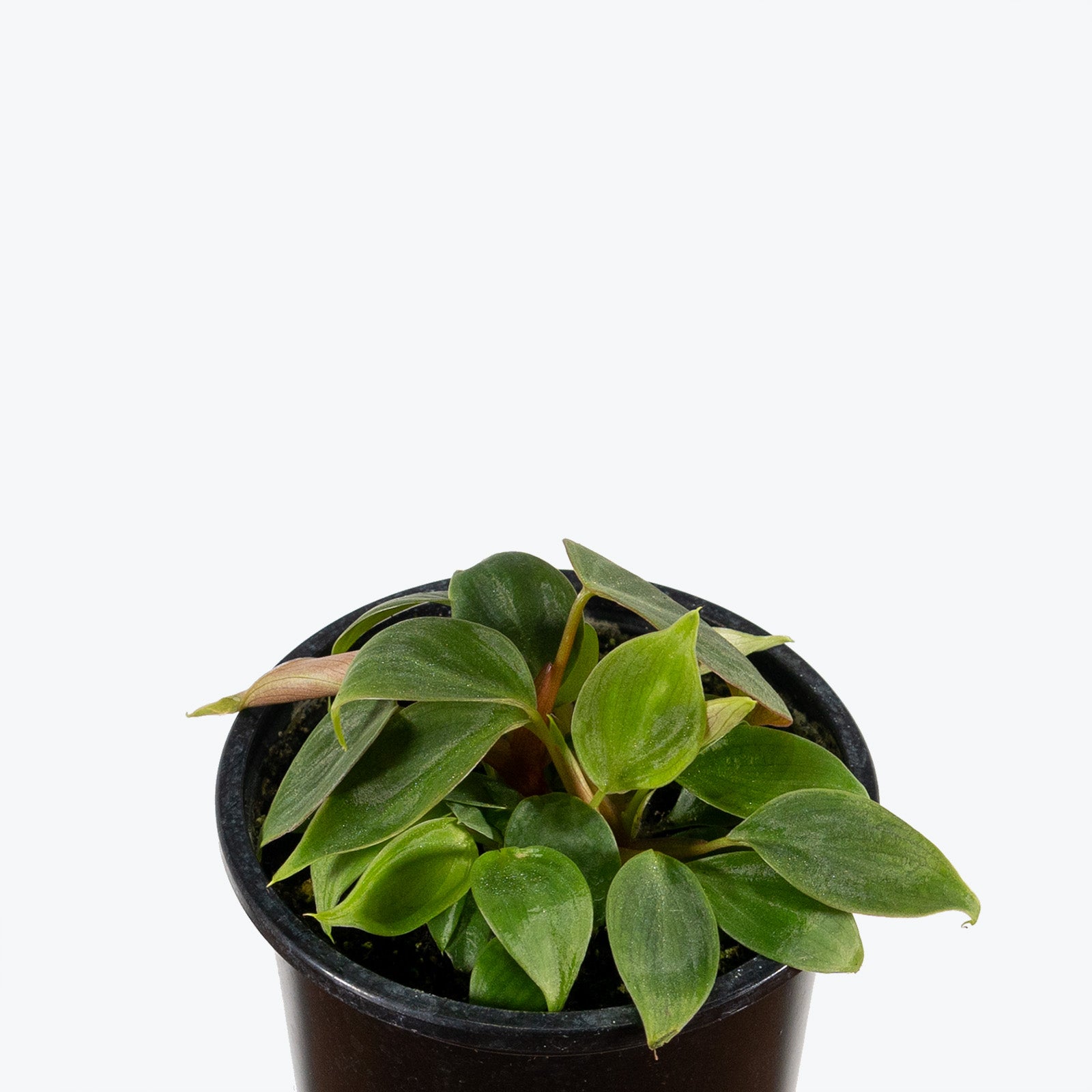 Philodendron El Choco Red | Care Guide and Pro Tips - Delivery from Toronto across Canada - JOMO Studio