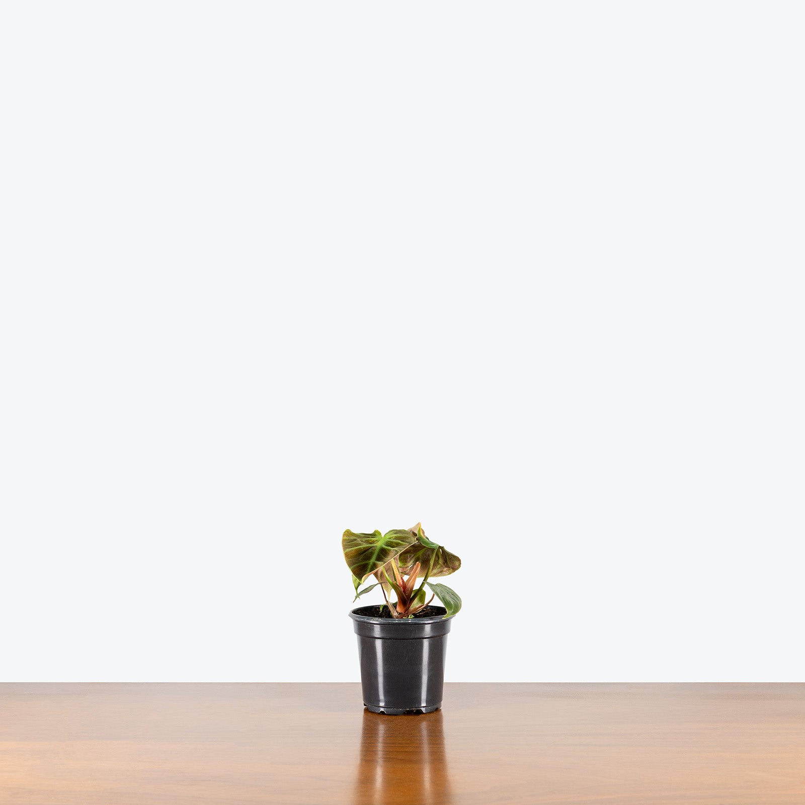Philodendron El Choco Red | Care Guide and Pro Tips - Delivery from Toronto across Canada - JOMO Studio