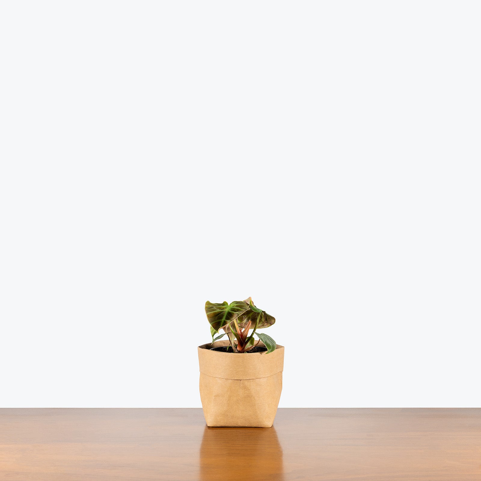 Philodendron El Choco Red | Care Guide and Pro Tips - Delivery from Toronto across Canada - JOMO Studio