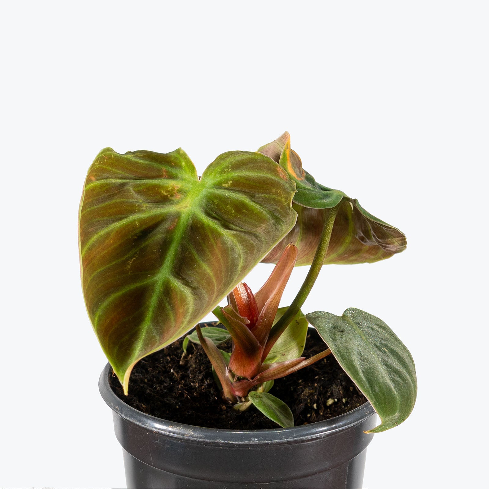 Philodendron El Choco Red | Care Guide and Pro Tips - Delivery from Toronto across Canada - JOMO Studio
