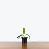 Philodendron Elegans — 4" Pot