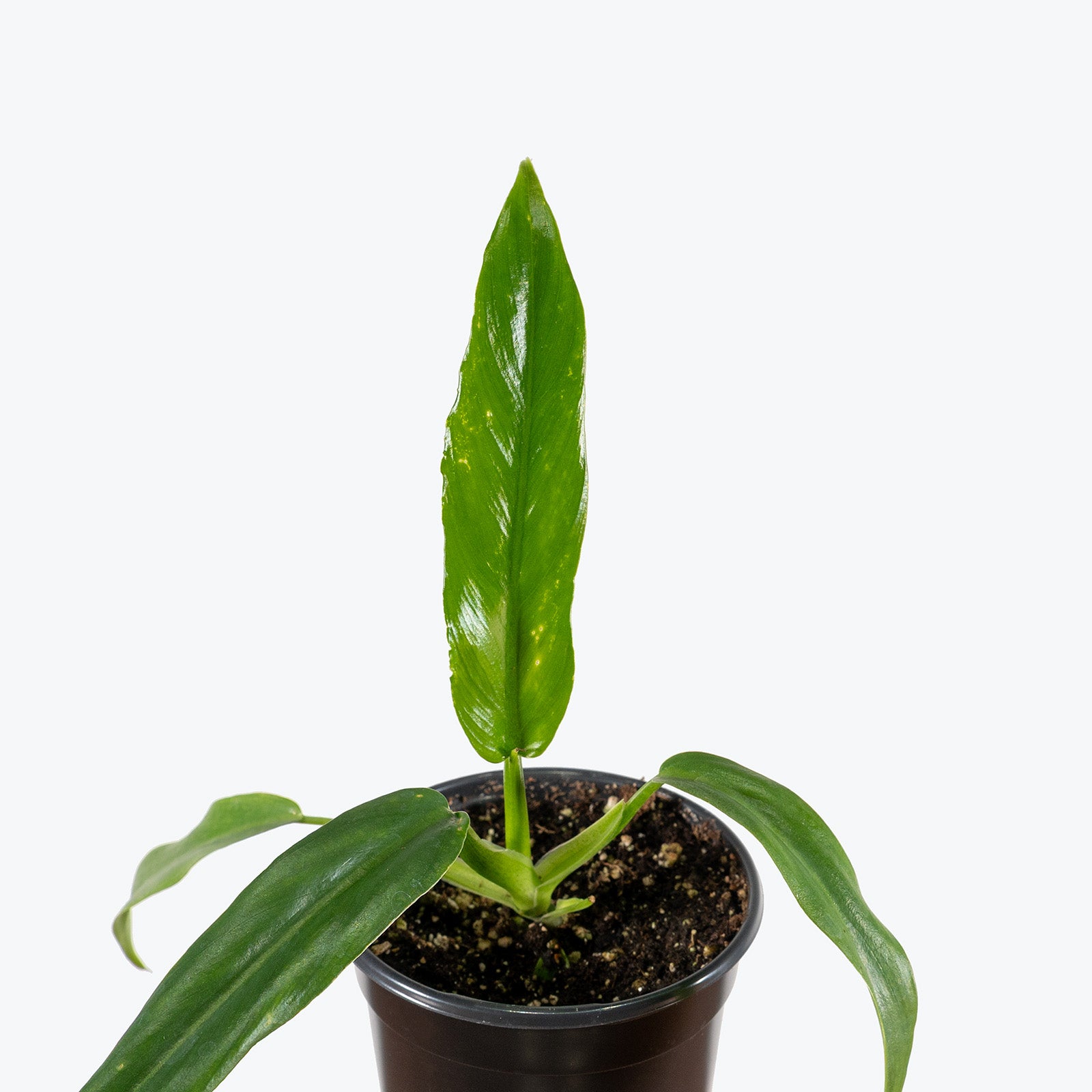 Philodendron Elegans | Care Guide and Pro Tips - Delivery from Toronto across Canada - JOMO Studio