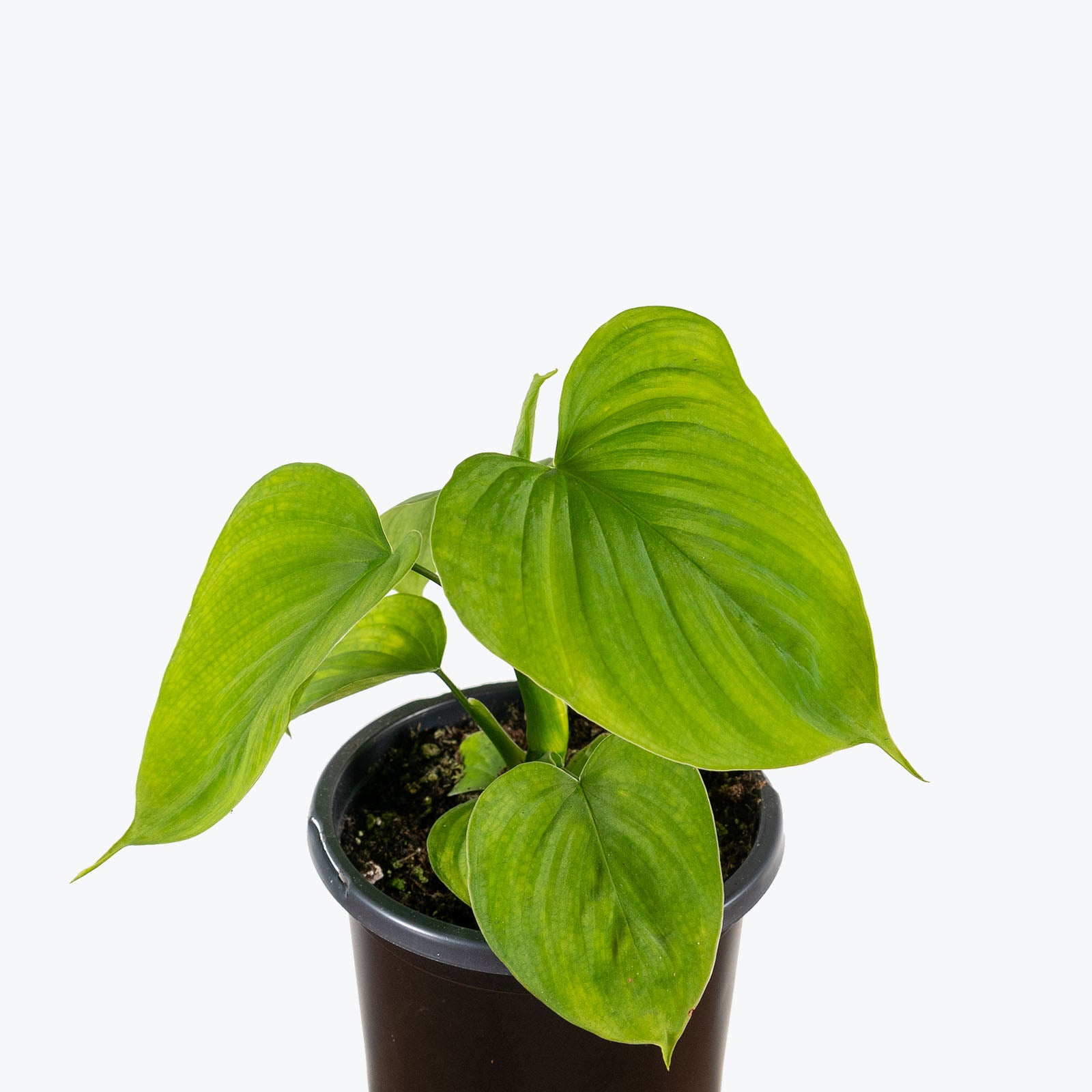 Philodendron Fibraecataphyllum | Care Guide and Pro Tips - Delivery from Toronto across Canada - JOMO Studio