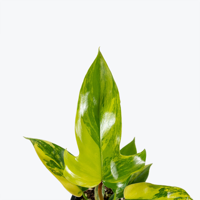 Philodendron Florida Beauty | Care Guide and Pro Tips - JOMO Studio