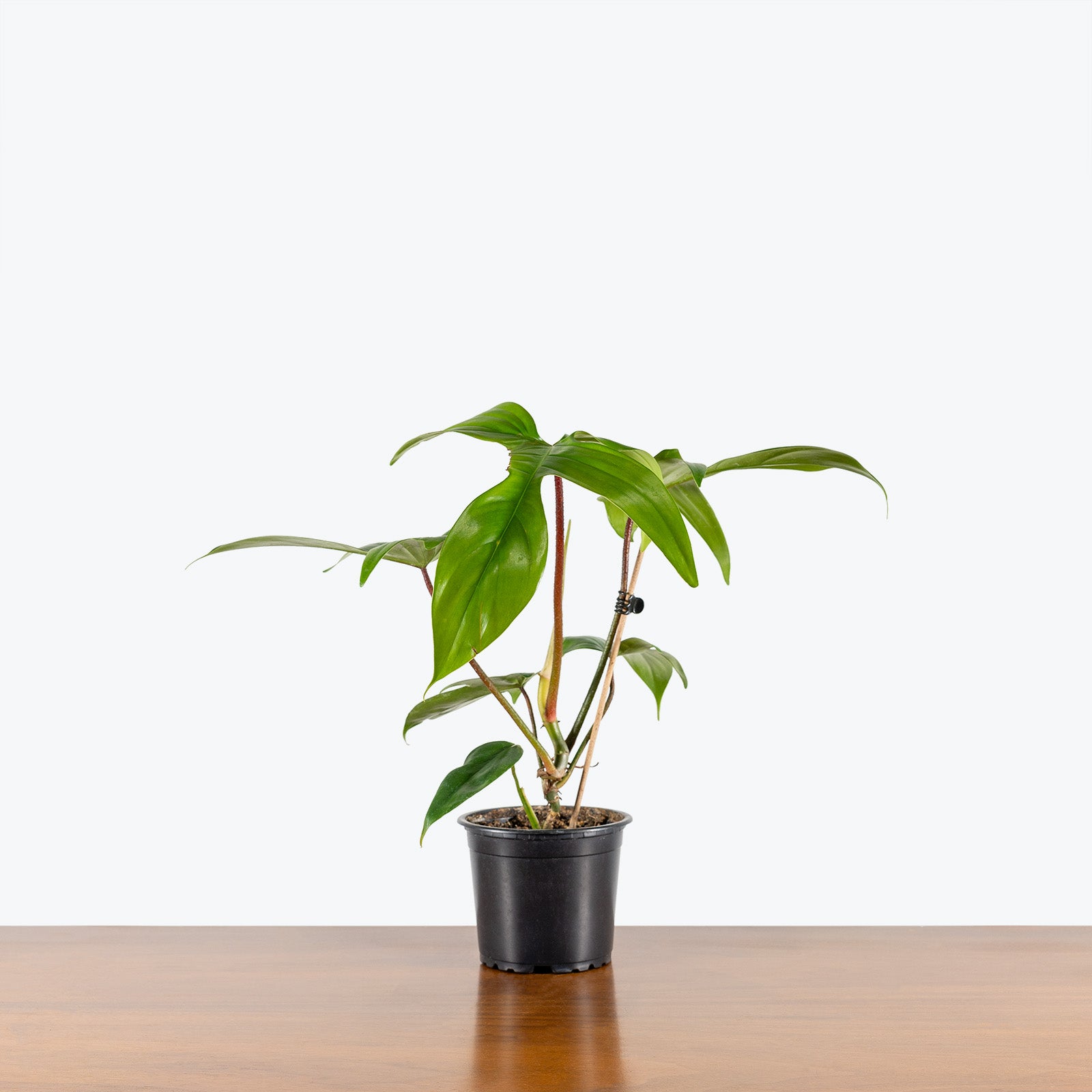 Philodendron Florida Green | Care Guide and Pro Tips - Delivery from Toronto across Canada - JOMO Studio