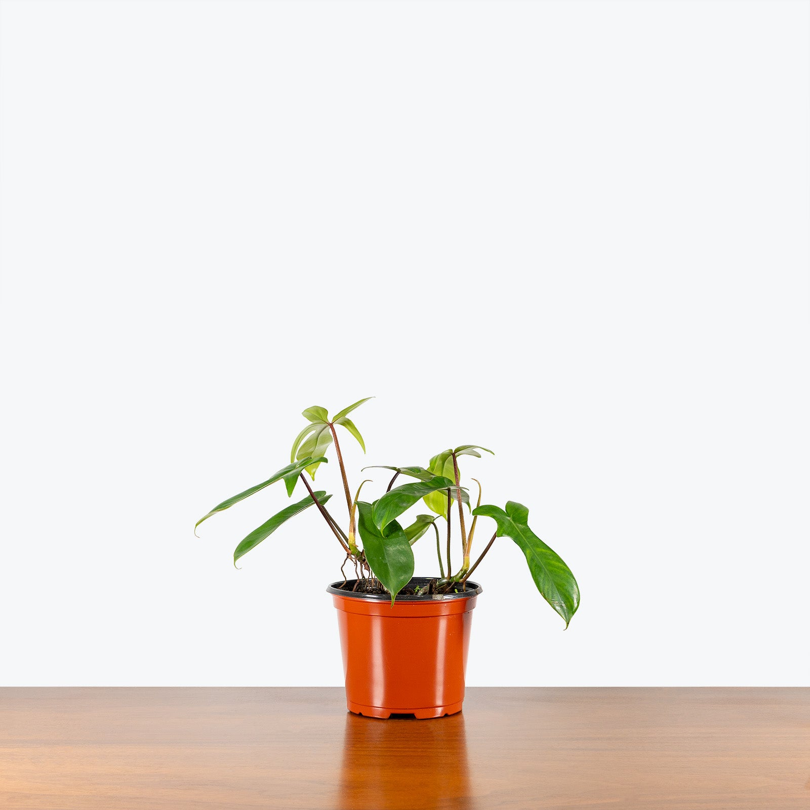 Philodendron Florida Green | Care Guide and Pro Tips - Delivery from Toronto across Canada - JOMO Studio