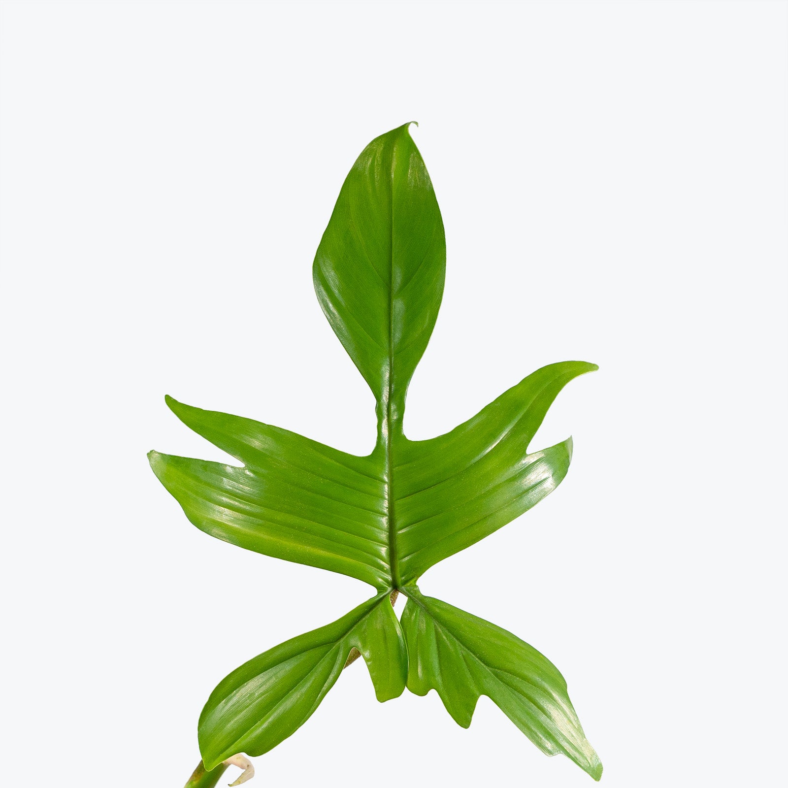 Philodendron Florida Green | Care Guide and Pro Tips - Delivery from Toronto across Canada - JOMO Studio