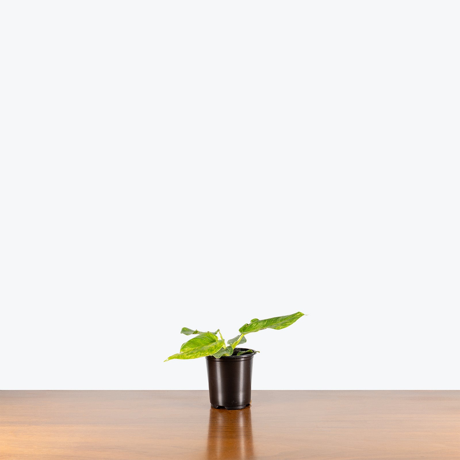 Philodendron Giganteum Blizzard | Care Guide and Pro Tips - Delivery from Toronto across Canada - JOMO Studio