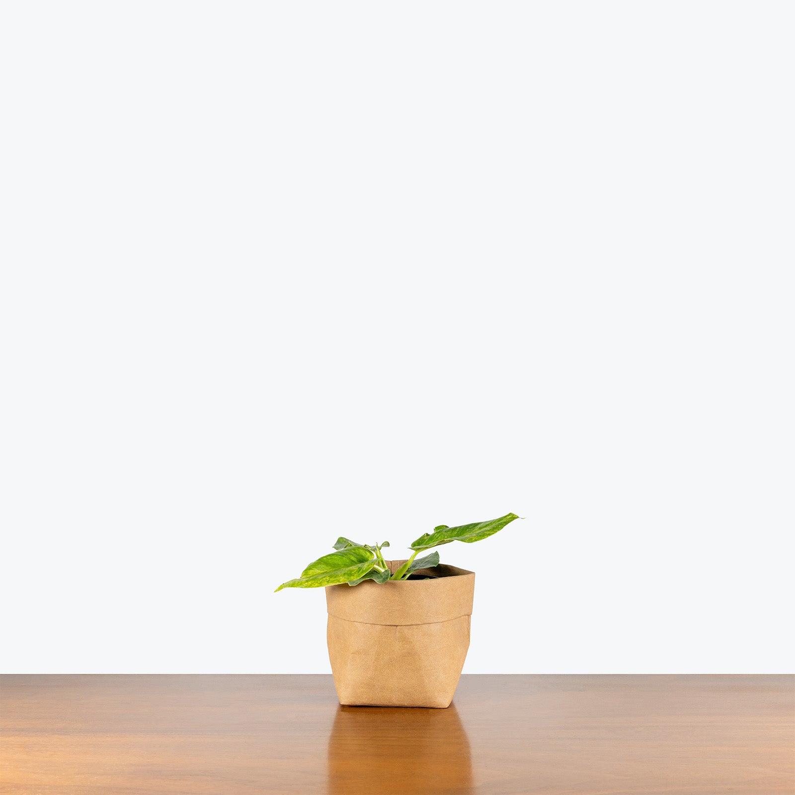 Philodendron Giganteum Blizzard | Care Guide and Pro Tips - Delivery from Toronto across Canada - JOMO Studio