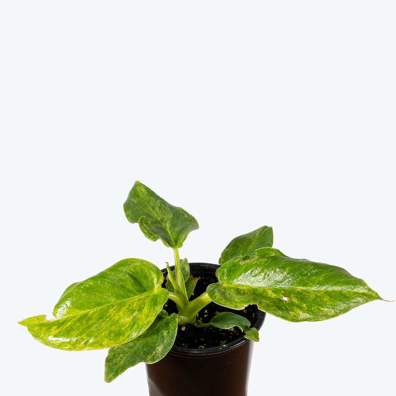 Philodendron Giganteum Blizzard | Care Guide and Pro Tips - Delivery from Toronto across Canada - JOMO Studio