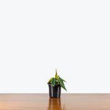 Philodendron Gigas — 4" Pot