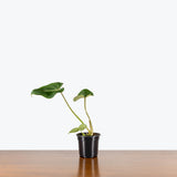 Philodendron Gloriosum — 4" Pot (blemishes expected)
