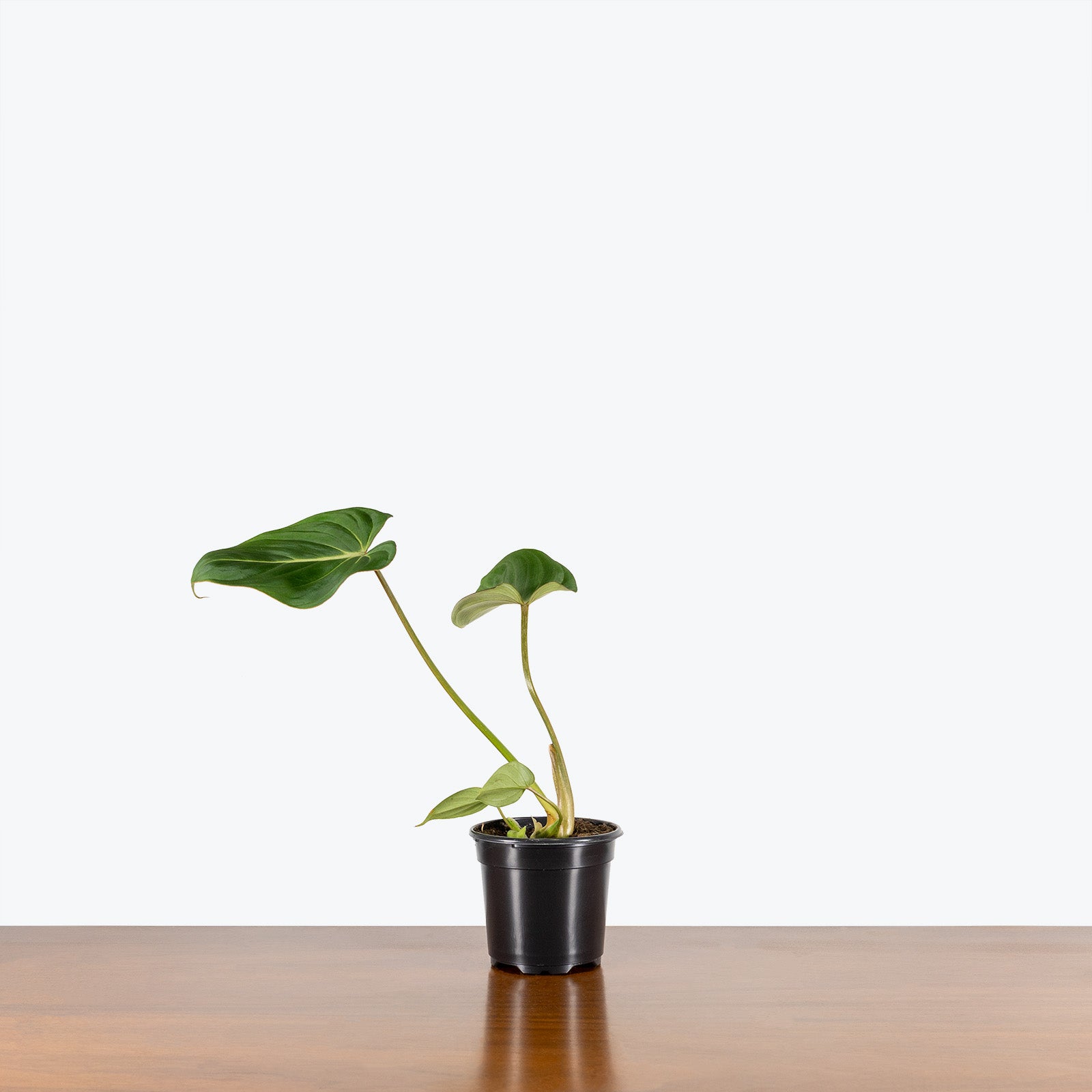 Philodendron Gloriosum - House Plants Delivery Toronto - JOMO Studio