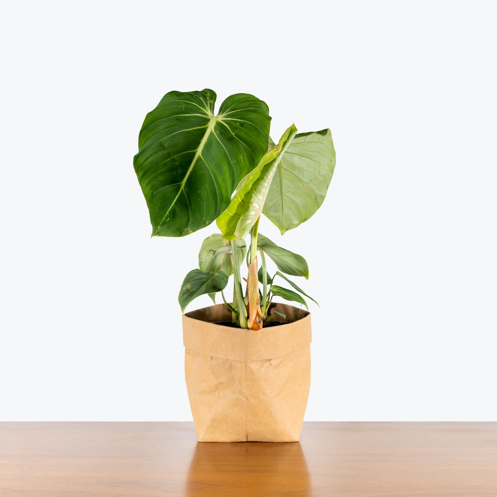 Philodendron Gloriosum - House Plants Delivery Toronto - JOMO Studio