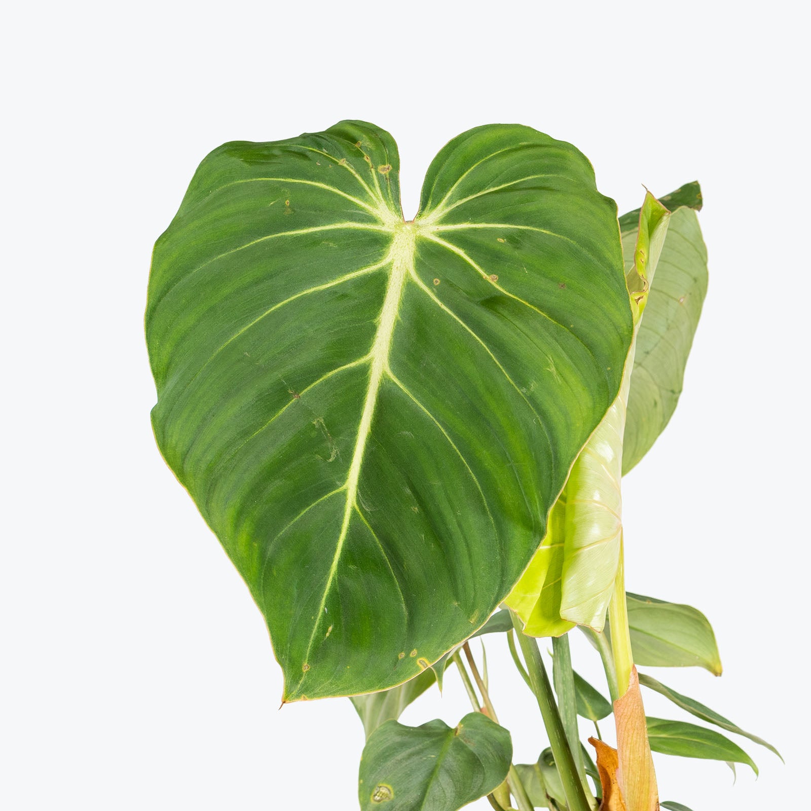 Philodendron Gloriosum - House Plants Delivery Toronto - JOMO Studio