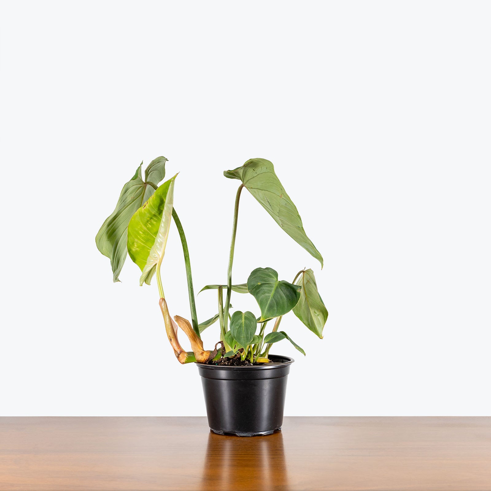 Philodendron Gloriosum - House Plants Delivery Toronto - JOMO Studio