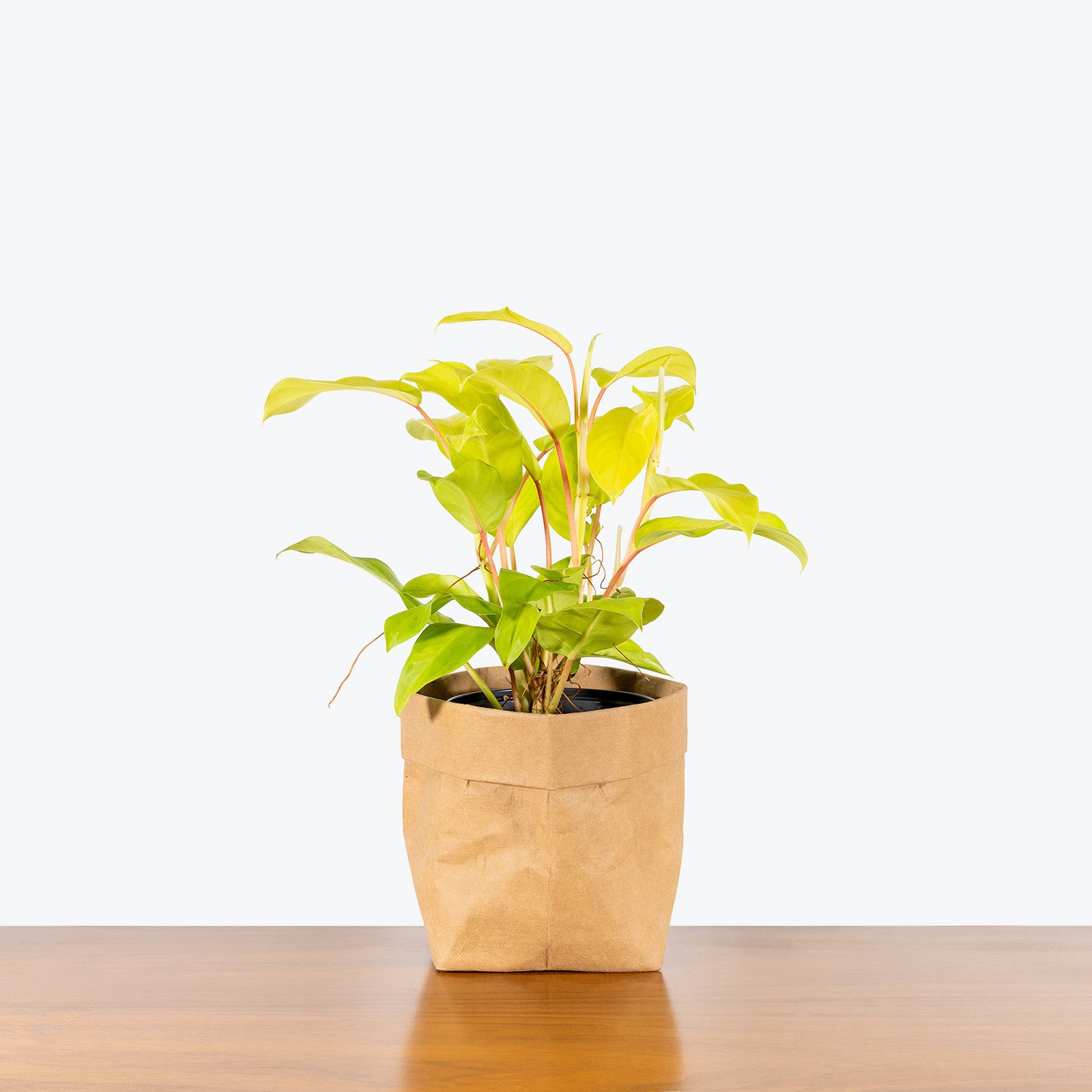 Philodendron Golden Goddess - House Plants Delivery Toronto - JOMO Studio