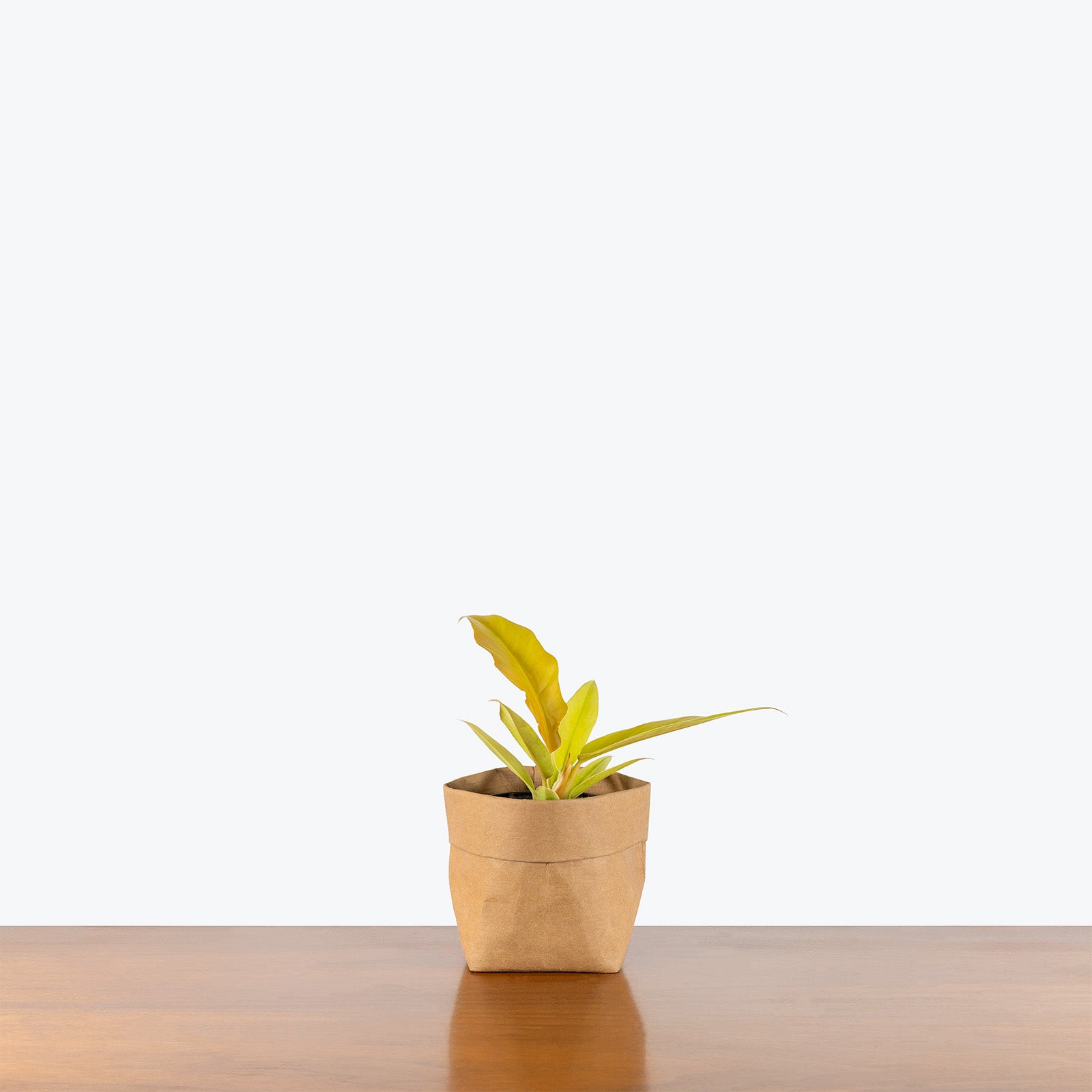 Philodendron Golden Ring Of Fire | Care Guide and Pro Tips - Delivery from Toronto across Canada - JOMO Studio