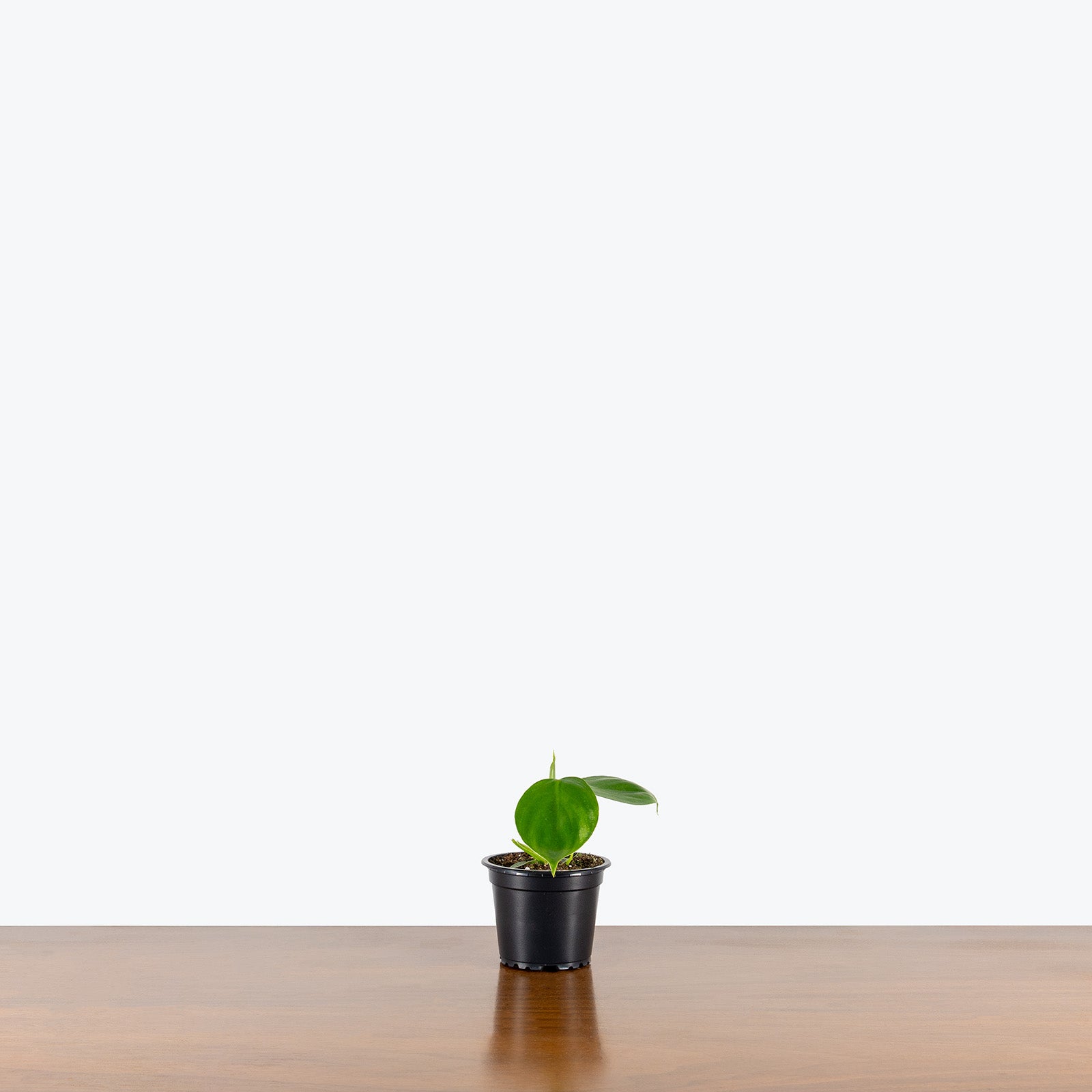 Philodendron Grazielae | Care Guide and Pro Tips - Delivery from Toronto across Canada - JOMO Studio